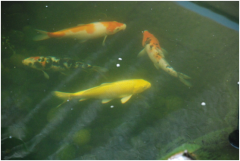 景觀魚池水處理設(shè)備有哪些？